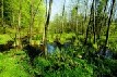 Halliglandschaft, Nordseeklima, Tier- und Pflanzenwelt, Region