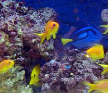 Korallenriffaquarium